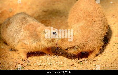 two kissing prairie dogs on the ground in zoo prague Stock Photo