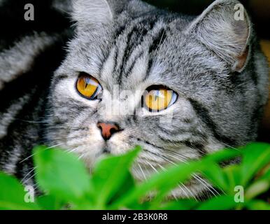 Pet cat waiting in ambush for birds in urban house garden. Stock Photo