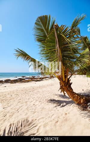 Palm tree on a tropical beach, summer vacation concept, Sri Lanka. Stock Photo