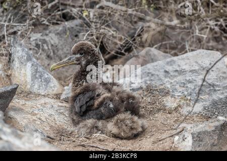 Galapagos Islands. Galapagos Albatross baby chick aka juvenile Waved albatrosses in birds nest on Espanola Island, Galapagos Islands, Ecuador. Cute and adorable with young down feathers. Stock Photo