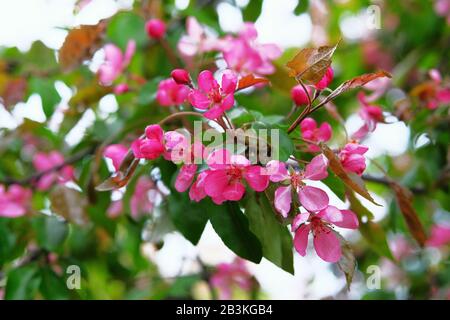pple tree is blooming with pink petals. Greeting card for Womens day. Blooming park in spring. Malus floribunda, common name Japanese flowering crabap Stock Photo