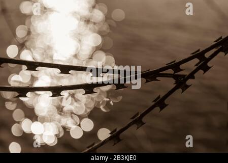 Barbed wire with water in Background, nato wire, black and white photo, abstract Stock Photo