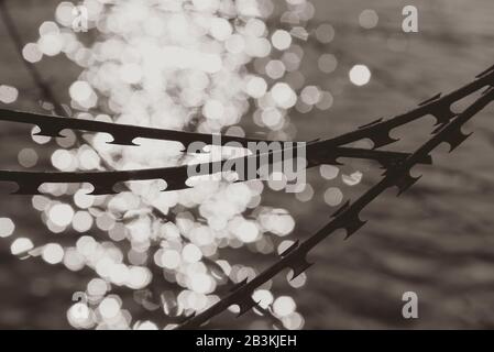 Barbed wire with water in Background, nato wire, black and white photo, abstract Stock Photo