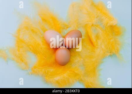 Three Plain chicken easter eggs with yellow fluffy feathers on a light blue background. Easter ready minimalism layout, flat lay Stock Photo