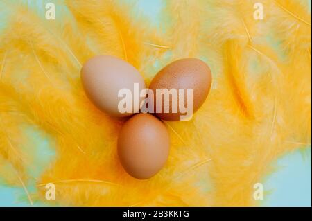 Three Plain chicken easter eggs with yellow fluffy feathers on a light blue background. Easter ready minimalism layout, flat lay Stock Photo