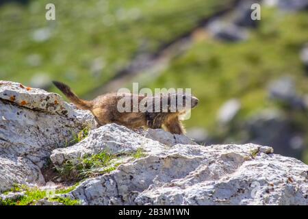 Marmot on a rock Stock Photo