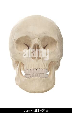 Front view of a off-white human skull isolated on white. Stock Photo