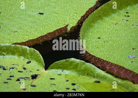 Singapore Botanic Gardens Stock Photo