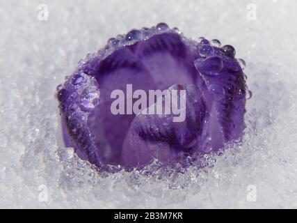 Violet crocus breaks through the snow. Flower is covered with water drops. Stock Photo