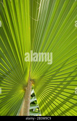 Single leaf of palm tree, Singapore Botanic Gardens Stock Photo