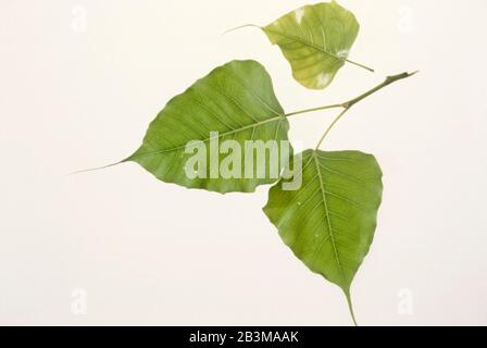 green leaves on white background Stock Photo