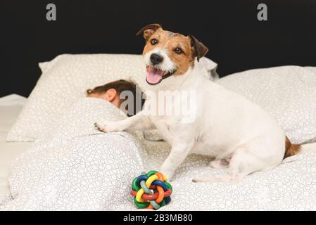 Playful happy dog in bed waking up owner to go for walk and play with toy ball Stock Photo