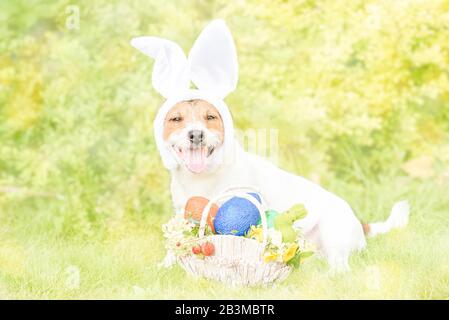 Dog as Easter bunny with basket full of colored eggs, strawberry berries and flowers Stock Photo