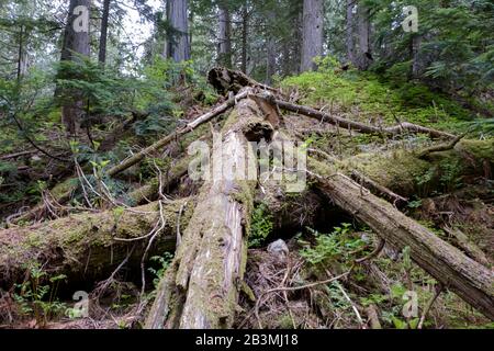 Giant Cedars Mount Revelstoke National Park, British Columbia, Canada featuring large old cedar trees. Stock Photo
