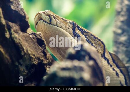 beautiful python head on a tree closeup outdoor Stock Photo