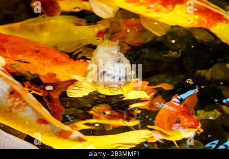 many japanese red carps in the pool outdoor closeup Stock Photo