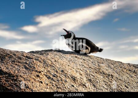 An African Penguin laying side on to the camera on a boulder with its beak open a cloudy blue sky out of focus in the background Stock Photo