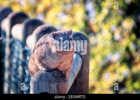 A shallow depth of field shot of a well fed dassie rock hyrax sitting on a fence and looking towards the camera Stock Photo