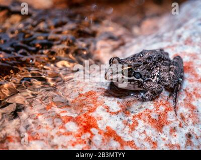 A Cape River Frog sits on a white and orange speckled boulder in a stream, the water swirling and bubbling around it Stock Photo