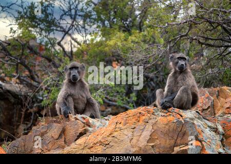 Two young chacma baboons (Papio ursinus) sit on a colorful desert rock,  staring away from each other into the distance the desert scrub Stock Photo