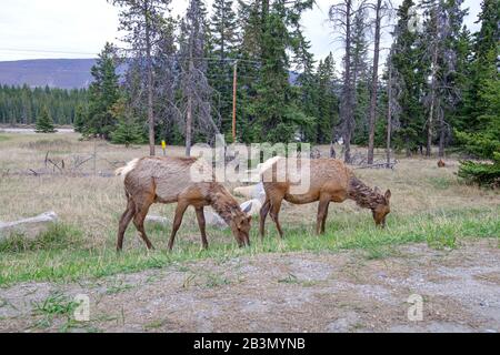 Two mule deers grazing in Jasper National Park, Canadian Rockies, Alberta, Canada. Stock Photo