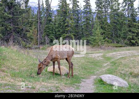 One mule deer grazing in Jasper National Park, Canadian Rockies, Alberta, Canada. Stock Photo