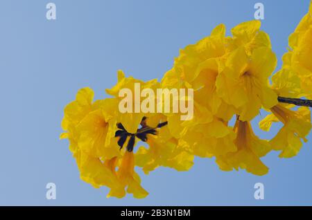 Tabebuia aurea flowers blooming on its tree branches with bright blue sky background. Stock Photo