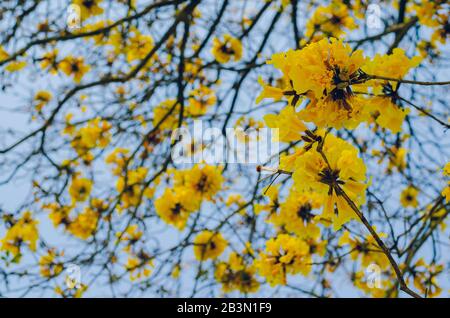 Tabebuia aurea flowers blooming on its tree branches with bright blue sky background. Stock Photo