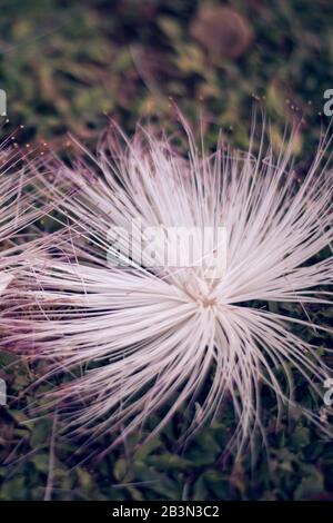 Flower of Barringtonia asiatica, fish poison tree, putat or sea poison tree is a species of Barringtonia native to mangrove habitats from islands of t Stock Photo