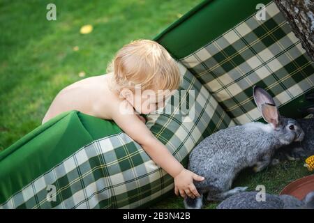 Cute adorable curious caucasian blond toddler boy make mat fence for rabbit , petting and discover domestic animal life. Funny child feeding taking Stock Photo
