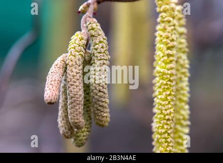 05 March 2020, Bavaria, Munich: Male catkins of the common hazel (Corylus avellana) hang from the branches of a Hansel bush in a park. Photo: Sven Hoppe/dpa Stock Photo