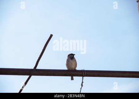 One sparrow sits on a pipe on the background of a blue spring sky with copyspace Stock Photo