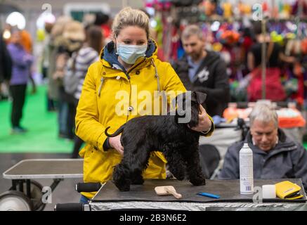 Miniature sales schnauzer crufts