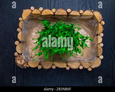 Raw sprouts of peas microgreen in wooden box. Farming concept. Vegetable and microgreen. Healthy eating, close up Stock Photo