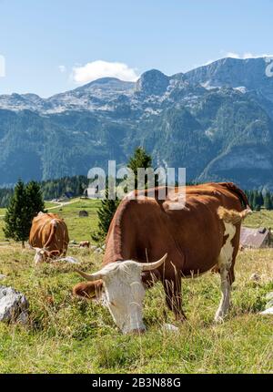 Cow grazing grass in free range breeding, on the Montasio Plateau. The Kanin Massif in background. Stock Photo