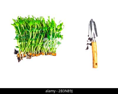 creative composition of raw sprouts of peas microgreen isolated on white, with soil, gardening and farming concept. Healthy eating Stock Photo