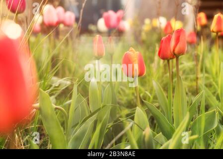 A small urban garden full of tulips, backlit by the late afternoon sun a shallow depth of field focuses on four tulips in the mid ground, other tulips Stock Photo