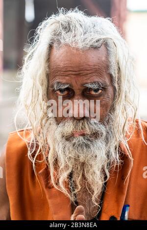 Head shot portrait of wild looking senior sadhu (holy man) with long grey hair and a beard, Bateshwar, Uttar Pradesh, India, Asia Stock Photo