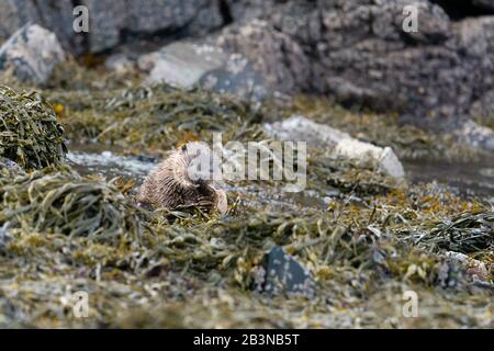 Close up of a young european otter cub (Lutra lutra) eating a flat fish on the shore Stock Photo