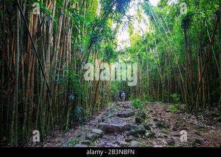 Hikers on Pipiwai trail in bamboo forest, Haleakala National Park, Maui Island, Hawaii, United States of America, North America Stock Photo