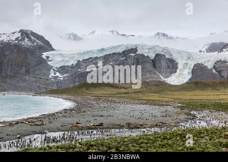 King penguins and elephant seals cover the beach in Gold Harbor, South Georgia, UK Overseas Protectorate, Polar Regions Stock Photo