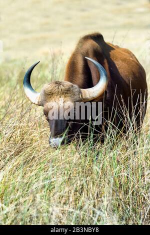 Gaur (Bos gaurus) (Indian bison), Bandhavgarh National Park, Madhya Pradesh, India, Asia Stock Photo