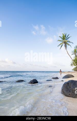 A local man carrying coconuts on North Beach, Little Corn Island, Islas del Maiz (Corn Islands), Nicaragua, Central America Stock Photo
