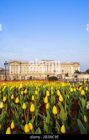 The facade of Buckingham Palace, the official residence of the Queen in London, showing spring flowers, London, England, United Kingdom, Europe
