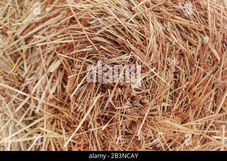 Straw hay texture