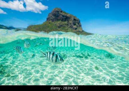 Tropical fish swimming on coral reef in the tropical lagoon, Le Morne Brabant, Black River district, Mauritius, Indian Ocean, Africa Stock Photo