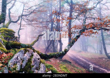 Ferns grow through a carpet of beech leaves in a beech wood in ...