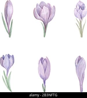 Watercolor crocus flower vector collection on white background. Stock Vector
