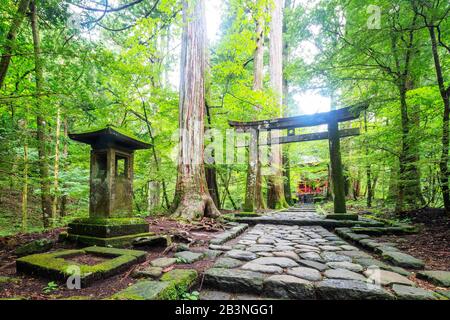 Kitano Shrine torii gate, Nikko, UNESCO World Heritage Site, Tochigi prefecture, Honshu, Japan, Asia Stock Photo