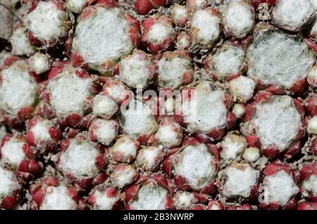 Cobweb Houseleek or Cobweb house-leek, Sempervivum arachnoideum, a Succulent Crassulaceae Stock Photo
